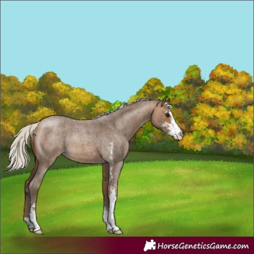 Horse Color:Silver Buckskin Roan Sabino 