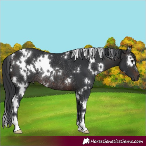 Horse Color:White Spotted Brown Rabicano 