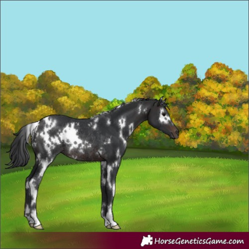 Horse Color:White Spotted Brown Rabicano 