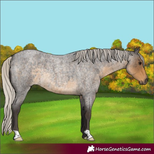 Horse Color:Silver Smoky Blue Roan Rabicano 