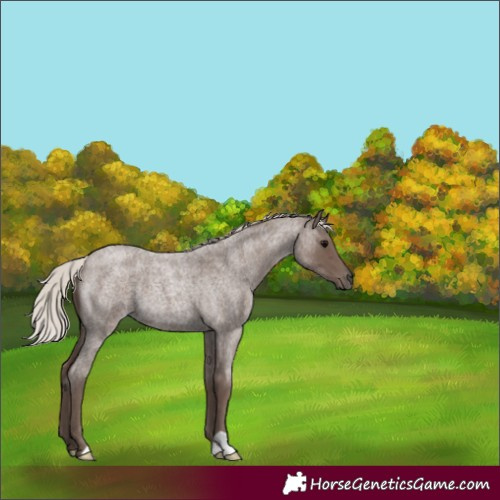 Horse Color:Silver Blue Roan 