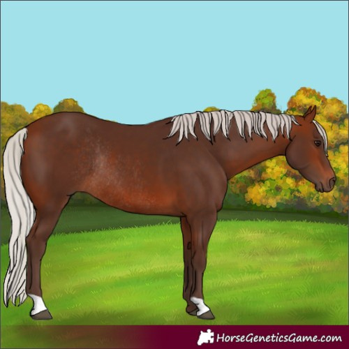 Horse Color:Silver Bay Rabicano