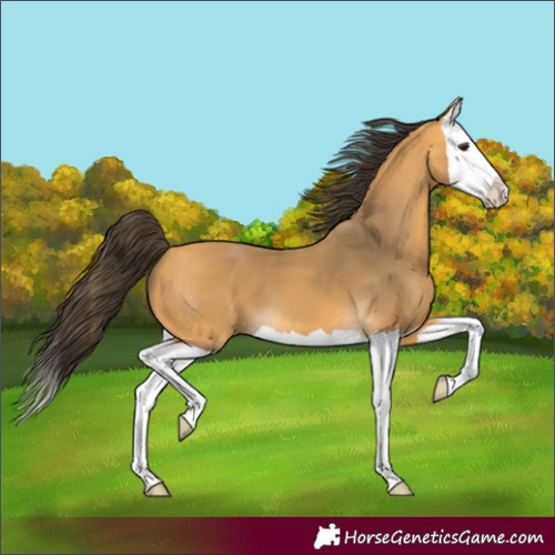 Horse Color:Buckskin Splash 