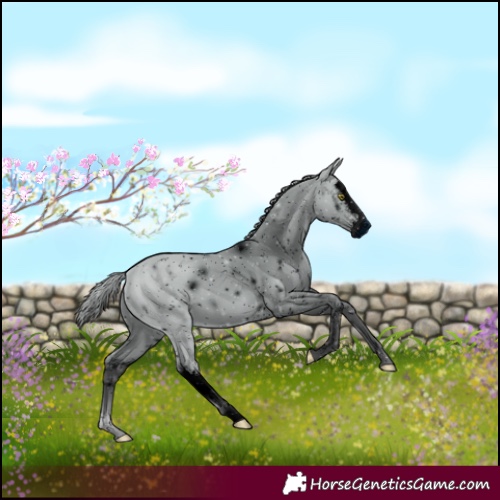 Horse Color:ERROR: UNKNOWN ANOMALY