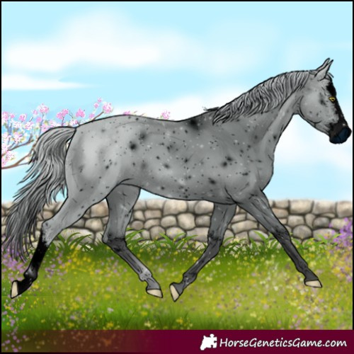 Horse Color:ERROR: UNKNOWN ANOMALY