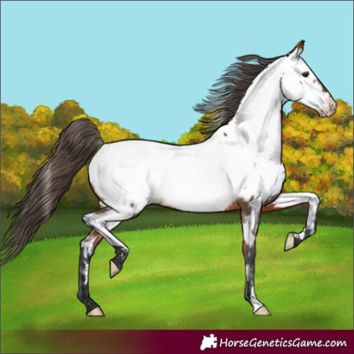 Horse Color:Bay Appaloosa 