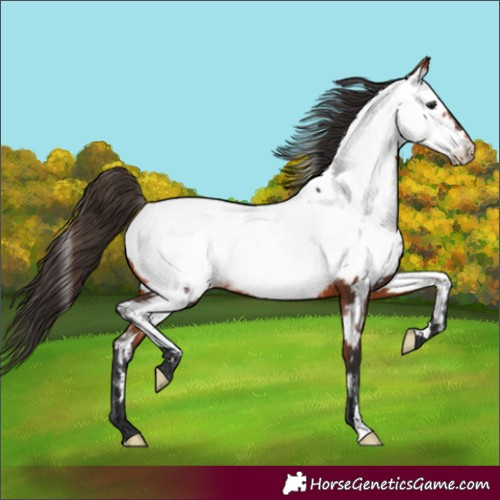 Horse Color:Bay Appaloosa 
