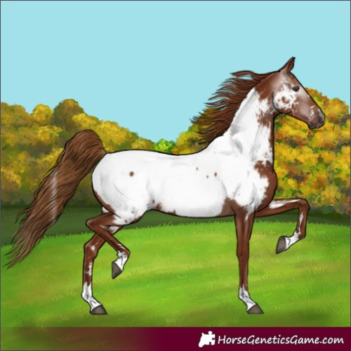 Horse Color:Gray Chestnut Appaloosa 
