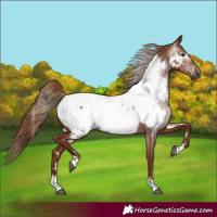 Horse Color:Gray Chestnut Near Fewspot 