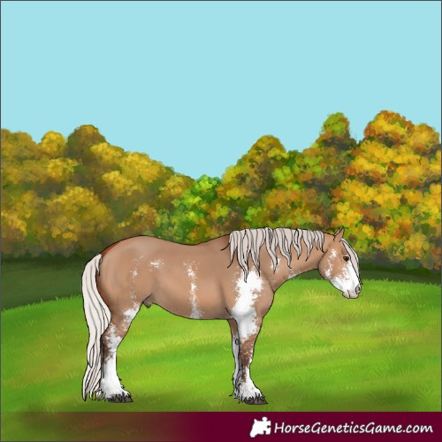Horse Color:Silver Bay Dun Sabino 