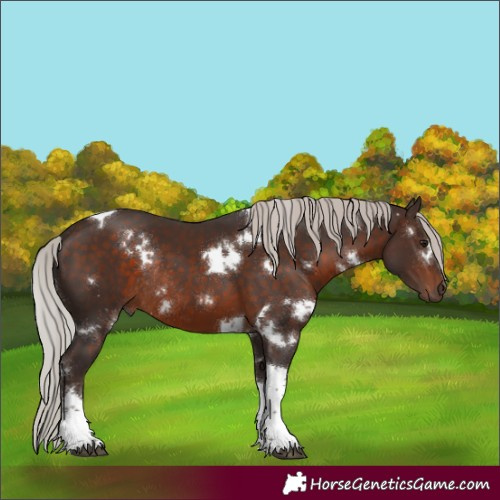 Horse Color:White Spotted Silver Brown Tobiano Rabicano