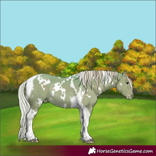 Horse Color:Watercolor White Spotted Silver Black Tobiano Appaloosa Rabicano 