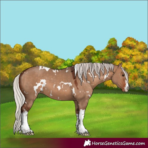 Horse Color:White Spotted Silver Brown Dun Appaloosa 