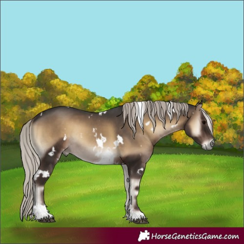 Horse Color:Gray White Spotted Silver Blue Onyx Tobiano Appaloosa Rabicano 