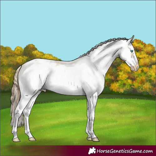 Horse Color:White Spotted Amber Cream Champagne Splash Frame Appaloosa 