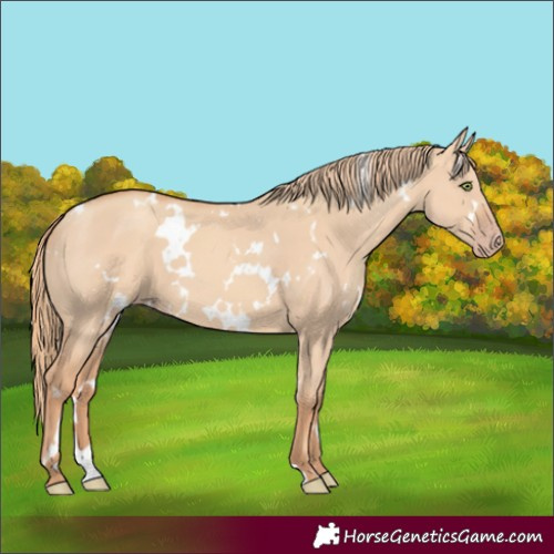 Horse Color:White Spotted Gold Champagne Dun