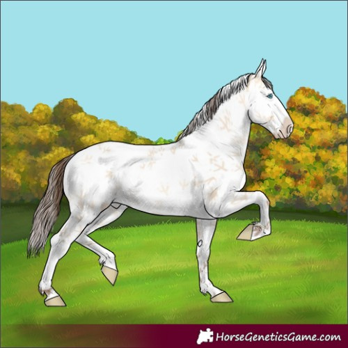 Horse Color:Amber Champagne Dun Splash Tobiano 