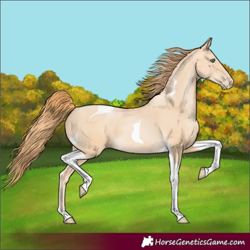 Horse Color:Buckskin Pearl Tobiano
