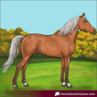 Horse Color:Silver Bay