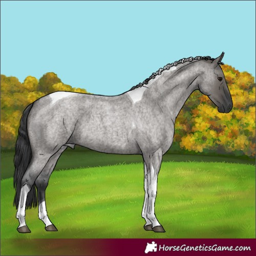 Horse Color:Grullo Roan Tobiano 