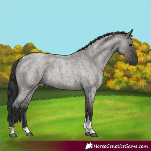 Horse Color:Grullo Roan Tobiano 