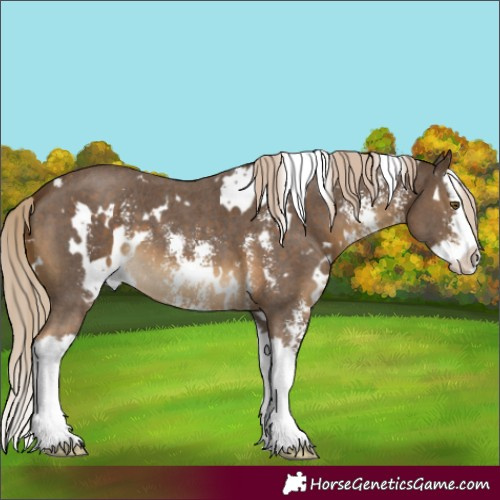 Horse Color:White Spotted Chocolate Palomino Sabino Splash