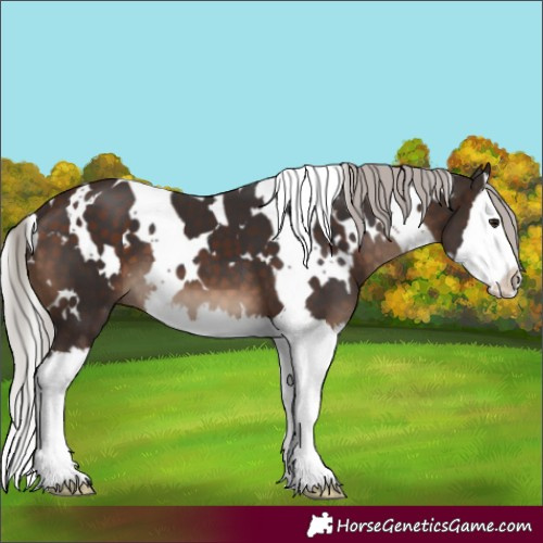Horse Color:White Spotted Silver Brown Splash