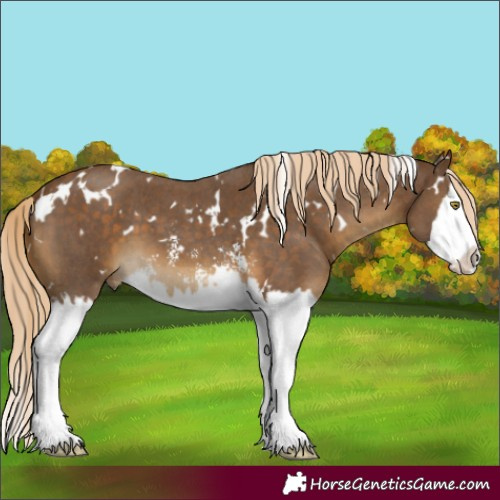 Horse Color:White Spotted Chocolate Palomino Mushroom Sabino Splash 