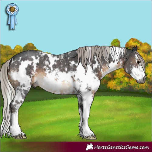Horse Color:Gray White Spotted Silver Brown Sabino 