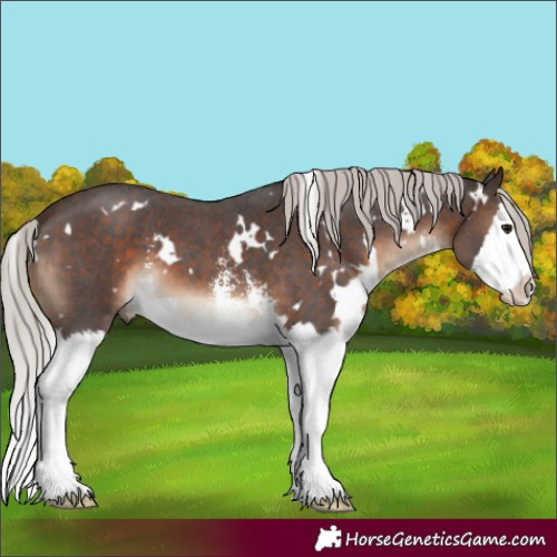 Horse Color:White Spotted Silver Brown Sabino Splash 