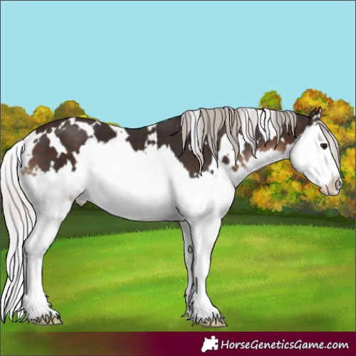 Horse Color:White Spotted Silver Brown Splash 