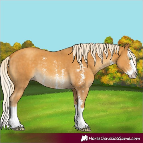 Horse Color:Gold Cream Champagne Sabino Splash 