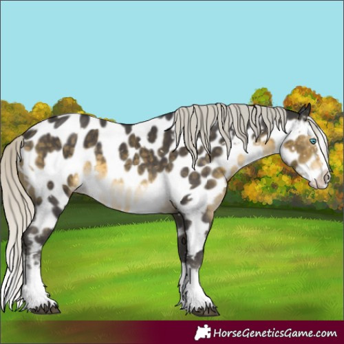Horse Color:White Spotted Silver Buckskin Mushroom Sabino Splash Appaloosa 
