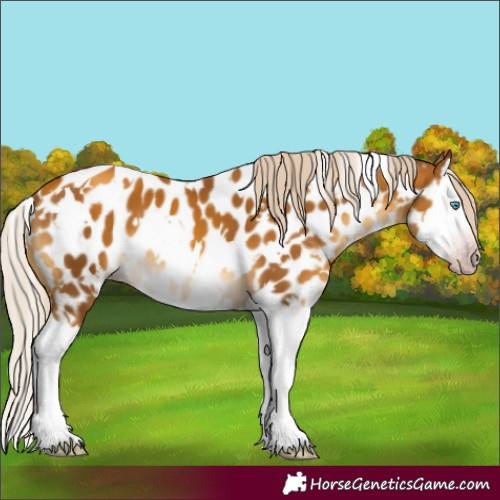 Horse Color:Gray White Spotted Gold Cream Champagne Mushroom Splash Appaloosa 