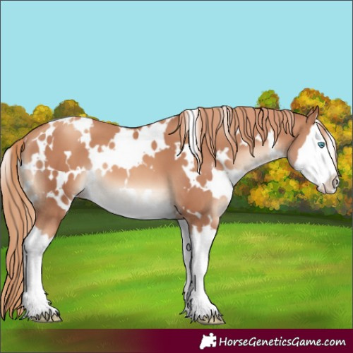 Horse Color:White Spotted Gold Champagne Splash 