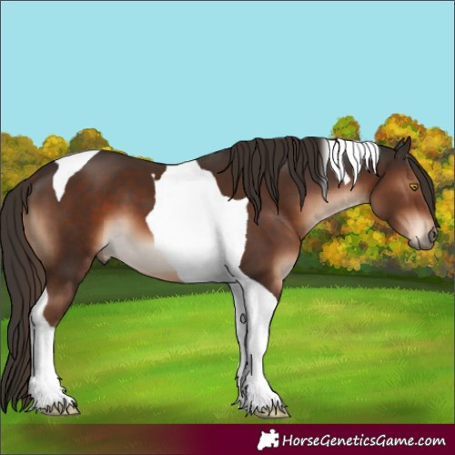 Horse Color:Liver Chestnut Tobiano 