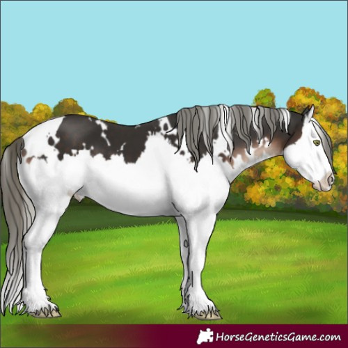 Horse Color:White Spotted Liver Chestnut Mushroom Splash 