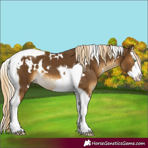 Horse Color:White Spotted Chocolate Palomino Mushroom Splash Tobiano 