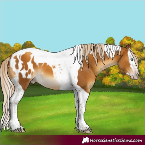 Horse Color:Gray Gold Cream Champagne Mushroom Splash Tobiano Appaloosa
