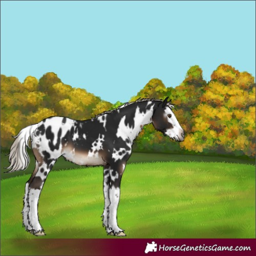 Horse Color:Gray White Spotted Silver Brown Mushroom Splash Appaloosa 