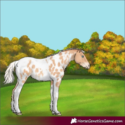 Horse Color:Gray Silver Perlino Mushroom Tobiano Appaloosa 