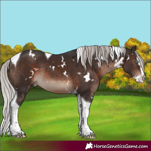 Horse Color:White Spotted Silver Brown Mushroom Splash Tobiano Rabicano 