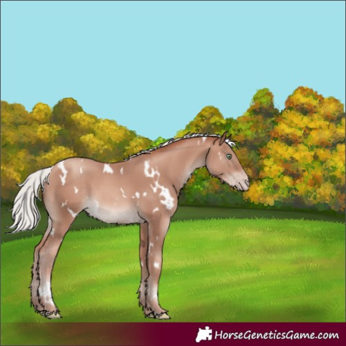Horse Color:White Spotted Silver Sable Champagne Mushroom 