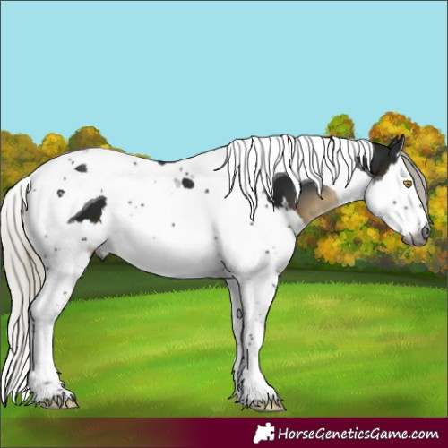 Horse Color:Gray Silver Buckskin Mushroom Splash Tobiano