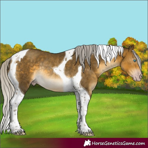 Horse Color:Gray Silver Sable Cream Champagne Mushroom Tobiano Rabicano 