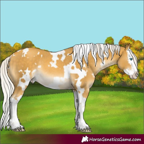 Horse Color:White Spotted Silver Sable Cream Champagne Splash Rabicano 