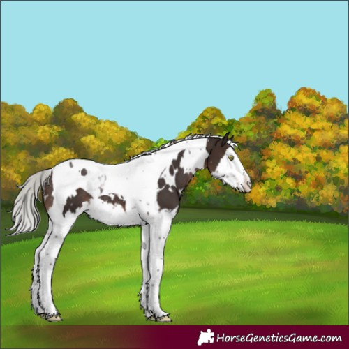 Horse Color:White Spotted Silver Brown Mushroom Splash Tobiano Rabicano 