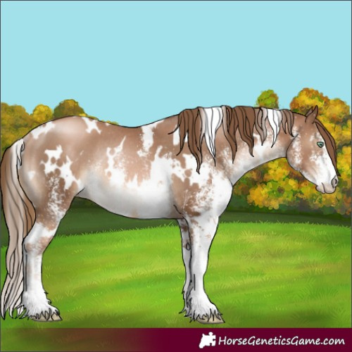 Horse Color:White Spotted Liver Chestnut Pearl Rabicano 