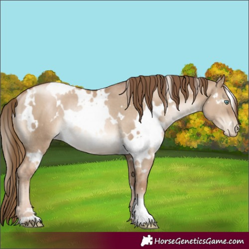 Horse Color:White Spotted Liver Red Dun Pearl Rabicano