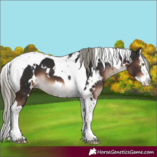 Horse Color:White Spotted Liver Chestnut Mushroom Splash Tobiano 